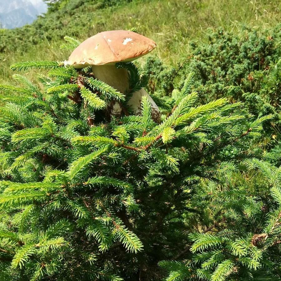 Da Nicola E Laura Apartman Santo Stefano di Cadore Kültér fotó